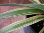 Юка вариегата студоустойчива (Yucca gloriosa variegata)