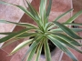 Юка вариегата студоустойчива (Yucca gloriosa variegata)