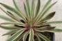 Юка вариегата студоустойчива (Yucca variegata)