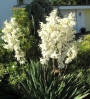 Юка, външна (Yucca)