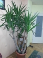 Юка, стайна (Yucca)