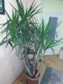 Юка, стайна (Yucca)