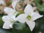 Каланхое, бяло (Kalanchoe)