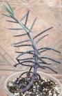 Каланхое, Бриофилум, живораждащо каланхое (Kalanchoe tubiflora, Kalanchoe delagoensis, Bryophyllum)