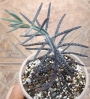 Каланхое, Бриофилум, живораждащо каланхое (Kalanchoe tubiflora, Kalanchoe delagoensis, Bryophyllum)
