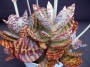 Каланхое хумилис (Kalanchoe humilis, Kalanchoe figuereidoi)