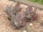 Каланхое хумилис (Kalanchoe humilis, Kalanchoe figuereidoi)