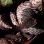Каланхое хумилис (Kalanchoe humilis, Kalanchoe figuereidoi)