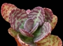 Каланхое хумилис (Kalanchoe humilis, Kalanchoe figuereidoi)