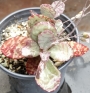 Каланхое хумилис (Kalanchoe humilis, Kalanchoe figuereidoi)