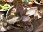 Каланхое хумилис (Kalanchoe humilis, Kalanchoe figuereidoi)