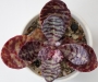 Каланхое хумилис (Kalanchoe humilis, Kalanchoe figuereidoi)