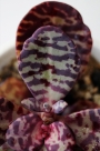 Каланхое хумилис (Kalanchoe humilis, Kalanchoe figuereidoi)