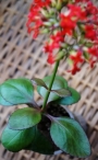 Каланхое (Kalanchoe)