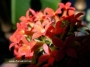 Каланхое (Kalanchoe)