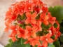 Каланхое (Kalanchoe)