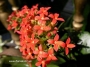 Каланхое (Kalanchoe)