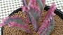 Каланхое (Kalanchoe cv. Phoenix variegated (daigremontiana x delagoensis) kalanchoe pink butterfly)