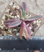 Каланхое (Kalanchoe cv. Phoenix variegated (daigremontiana x delagoensis) kalanchoe pink butterfly)