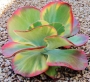 Каланхое (Kalanchoe luciae Variegata, Kalanchoe thyrsiflora Variegata)