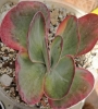Каланхое (Kalanchoe luciae Variegata, Kalanchoe thyrsiflora Variegata)