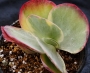 Каланхое (Kalanchoe luciae Variegata, Kalanchoe thyrsiflora Variegata)