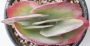 Каланхое (Kalanchoe luciae Variegata, Kalanchoe thyrsiflora Variegata)
