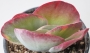 Каланхое (Kalanchoe luciae Variegata, Kalanchoe thyrsiflora Variegata)