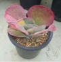 Каланхое (Kalanchoe luciae Variegata, Kalanchoe thyrsiflora Variegata)