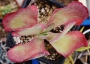Каланхое (Kalanchoe luciae Variegata, Kalanchoe thyrsiflora Variegata)