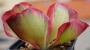 Каланхое (Kalanchoe luciae Variegata, Kalanchoe thyrsiflora Variegata)