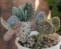 Каланхое (Kalanchoe marmorata)