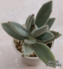 Каланхое (Kalanchoe tomentosa)