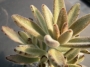 Каланхое (Kalanchoe tomentosa)