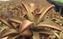 Каланхое (Kalanchoe tomentosa)