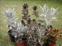 Каланхое (Kalanchoe tomentosa)