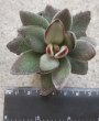 Каланхое (Kalanchoe tomentosa, 월토이 Kalanchoe tomentosa f nigromarginata)