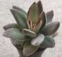 Каланхое (Kalanchoe tomentosa, 월토이 Kalanchoe tomentosa f nigromarginata)