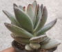 Каланхое (Kalanchoe tomentosa, 월토이 Kalanchoe tomentosa f nigromarginata)