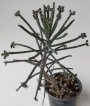 Каланхое, Бриофилум, живораждащо каланхое (Kalanchoe tubiflora, Kalanchoe delagoensis, Bryophyllum)