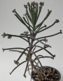 Каланхое, Бриофилум, живораждащо каланхое (Kalanchoe tubiflora, Kalanchoe delagoensis, Bryophyllum)