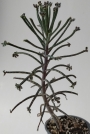 Каланхое, Бриофилум, живораждащо каланхое (Kalanchoe tubiflora, Kalanchoe delagoensis, Bryophyllum)