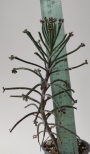 Каланхое, Бриофилум, живораждащо каланхое (Kalanchoe tubiflora, Kalanchoe delagoensis, Bryophyllum)