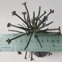 Каланхое, Бриофилум, живораждащо каланхое (Kalanchoe tubiflora, Kalanchoe delagoensis, Bryophyllum)