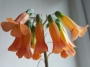 Каланхое, Бриофилум, живораждащо каланхое (Kalanchoe tubiflora, Kalanchoe delagoensis, Bryophyllum)