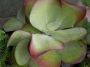 Каланхое, малко (Kalanchoe thyrsiflora)
