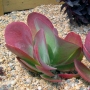 Каланхое, малко (Kalanchoe thyrsiflora)