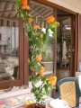 Кросандра (Crossandra)