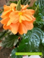 Кросандра (Crossandra)