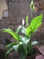 Спатифилум малък (Spathiphyllum)